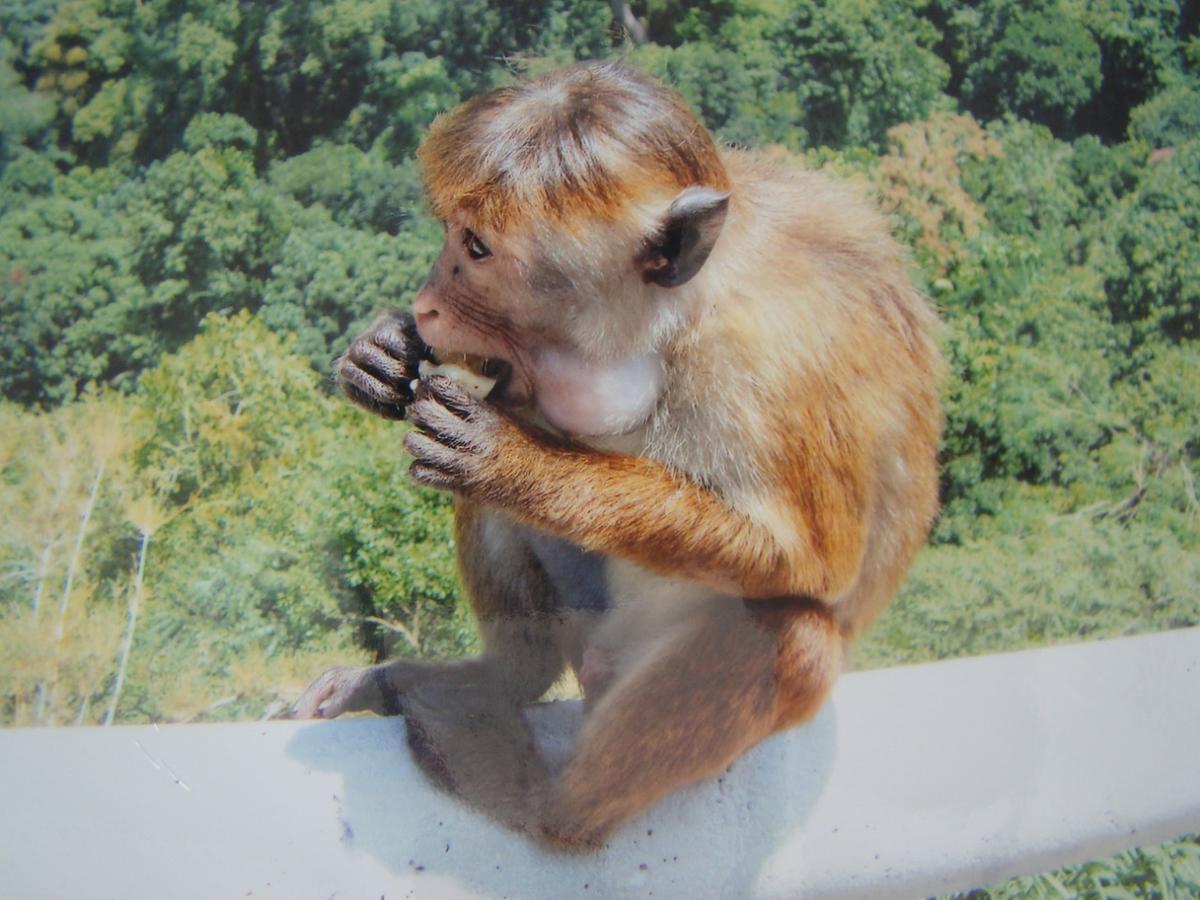 Moragalla Dilu Villa ベールワラ エクステリア 写真